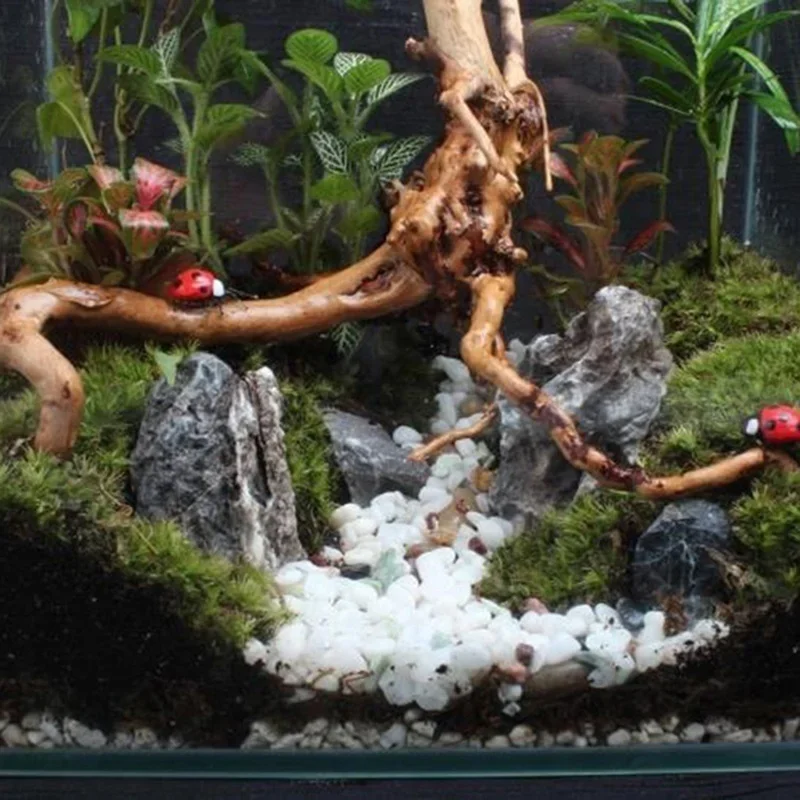 Натуральный ствол дерева Drift – обзор и цена Aquarium Fish Enrichment