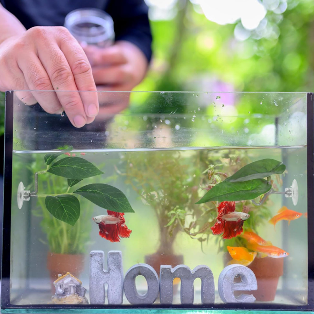 1 шт. Гамак для рыбок Бетта, м – обзор и цена Aquarium Fish Enrichment