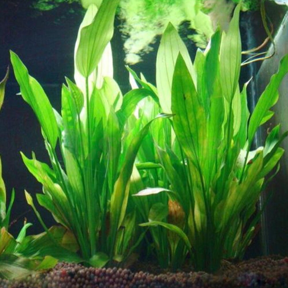 15 см искусственный декор для  – обзор и цена Aquarium Fish Enrichment